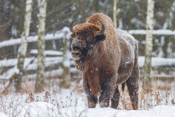 Żubr europejski (Bos bonasus) zimą w padającym śniegu © Michal Przystas