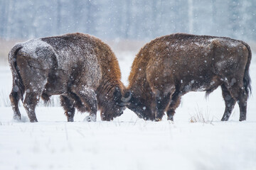 Walczące żubry (Bos bonasus) zimą w padającym śniegu © Michal Przystas