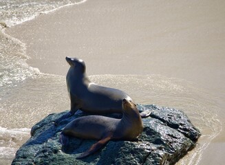 two sea lions basking on a rock