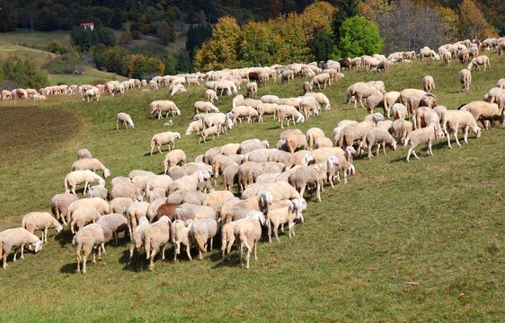 flock of white sheep grazing on the green meadow in autumn on a hil