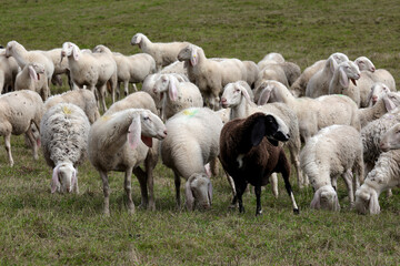 group of white sheep and one brown sheep grazing in a hilly meadow