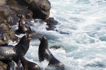 sea lions on the rocks