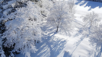 Winter Wonderland Aerial View: A serene aerial view of snow-covered trees, capturing the tranquil beauty of a winter landscape. The scene evokes a sense of peace and solitude.
