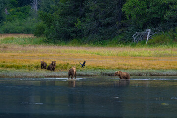 The Gathering of Coastal Brown Bears and a Raven, Lake Clark National Park & Preserve, Alaska 