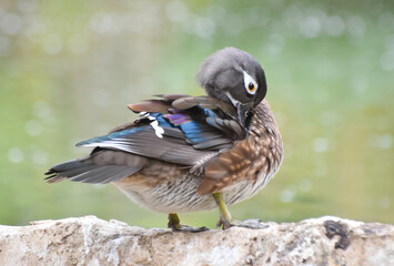 Female caroline duck ( wood duck ) standing on wall near a green pond	