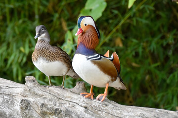 Male and female mandarin duck standing on wood	