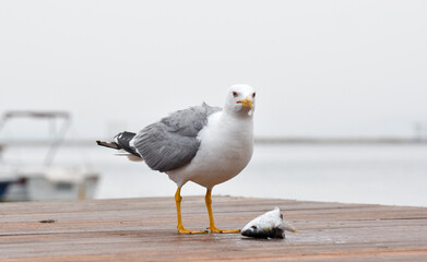 A seagull eating fish on a port
