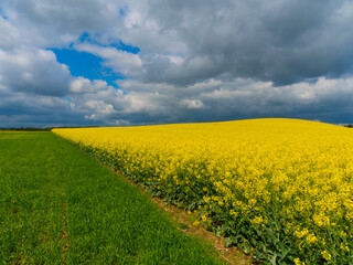 Obraz premium yellow rapeseed field with rain clouds in Poland