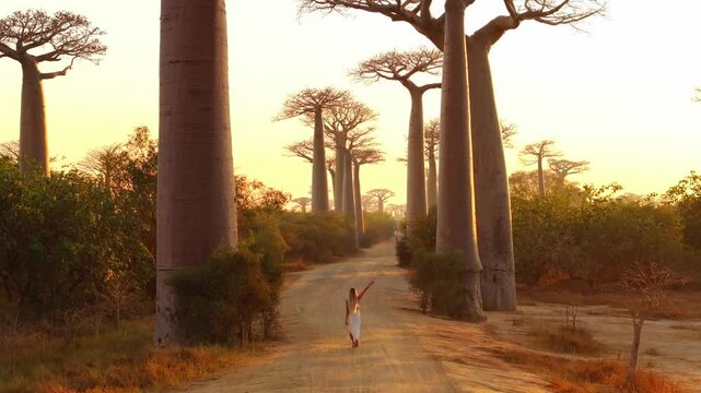 Aerial view of a dirt road going through the iconic avenue of the baobabs near morondava during golden hour as mist hovers over the landscape