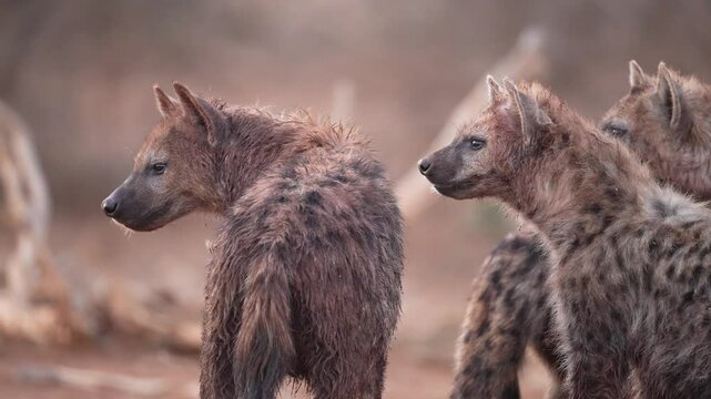 African Spotted Hyena (Crocuta crocuta) or laughing Hyena living in sub-Saharan Africa. three hyenas are on alert watching for their arch enemy lions, as they scavenge a giraffe carcass. Slow motion
