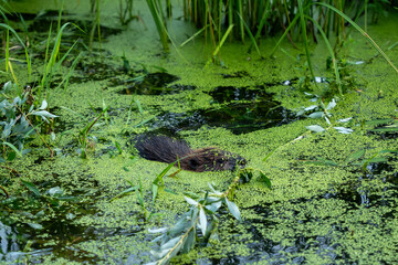 Germany Berlin August 7, 2024. Beaver in the water in the swamp. Beaver close-up.