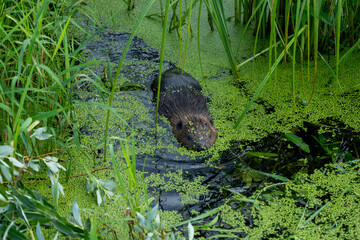 Beaver in the water in the swamp. Beaver close-up.