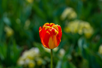 Tender Tulips. Amazing sensual bright tulip flowers blooming in the garden at sunny spring day. Red tulips in the park. Spring landscape. Field of tulips. Spring flowers.