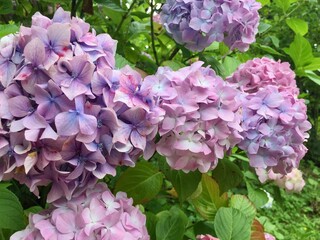 Beautiful roses and flowers in a garden