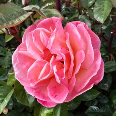 Beautiful roses and flowers in a garden