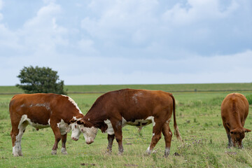 Obraz premium Cows in a mountain field. Cow at alps. Brown cow in front of mountain landscape. Cattle on a mountain pasture. Village location, Switzerland. Cow at alpine meadow. Cow grazing on meadow. Herd of cows.