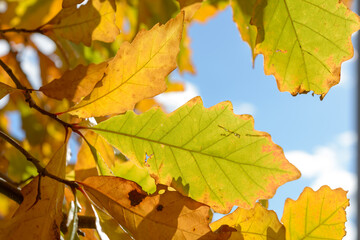autumn oak leaves close-up on a blue sky