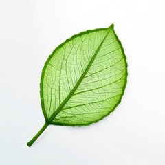 Obraz premium botanical leaf detail on white surface