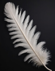 white feather on black