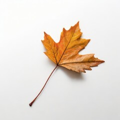 minimalist leaf on white canvas