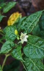Obraz premium photo of beautiful white chili flower