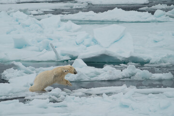 Leap of Faith, Polar Bear, Arctic Svalbard