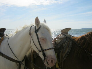 white horse on the beach