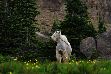 Naklejka premium Mountain Goat in the Flowers, Glacier National Park, Montana