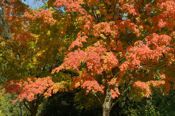 Naklejka premium autumn maple tree in sunlight