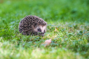 Cute hedgehog cub is looking for food in the meadow, he has to grow a lot until winter and eat...