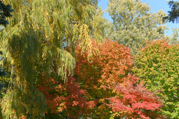 autumn trees