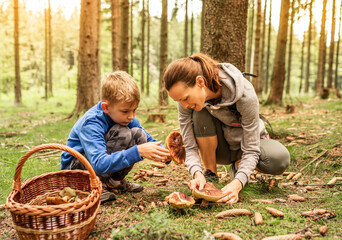 mother child picking mushrooms in the forrest with basket in autumn forest mushroom picking season,...