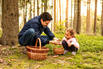 Father child picking mushrooms in the forest with basket in autumn forest mushroom picking season, family outdoor activities, leisure and self sustainability concept 