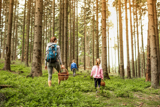 family mother children walking in the woods picking wild berries, and mushrooms, family outdoor activities, leisure 