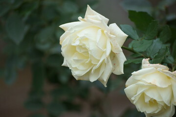 white and yellow rose