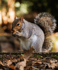 Obraz premium squirrel eating nut