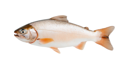 A fresh fish on a white isolated background, showcasing its shiny scales and natural colors.