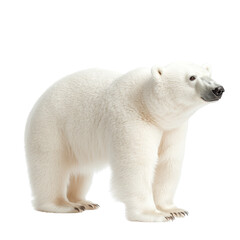Fototapeta premium A polar bear standing gracefully on a white isolated background, showcasing its fluffy white fur.