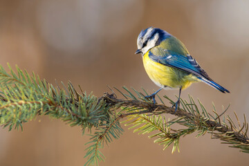 Modraszka zwyczajna, sikora modra, sikora modraszka / Eurasian blue tit (Cyanistes caeruleus) © Michal Przystas