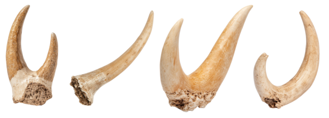 Collection of animal tusks displayed on a white isolated background.