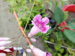 Podranea ricasoliana, called the pink trumpet vine, is a species of flowering plant in the genus Podranea, native to South Africa, Malawi, Mozambique.