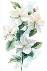 Fototapeta premium Watercolor painting of a soft white jasmine flower.