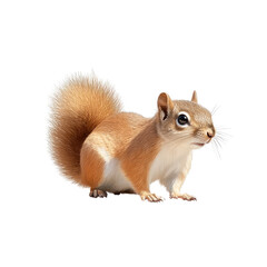Fototapeta premium Cute squirrel posing on a white isolate background with fluffy tail and curious expression.
