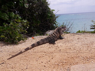iguana, cancun,mexico, rivera maya
