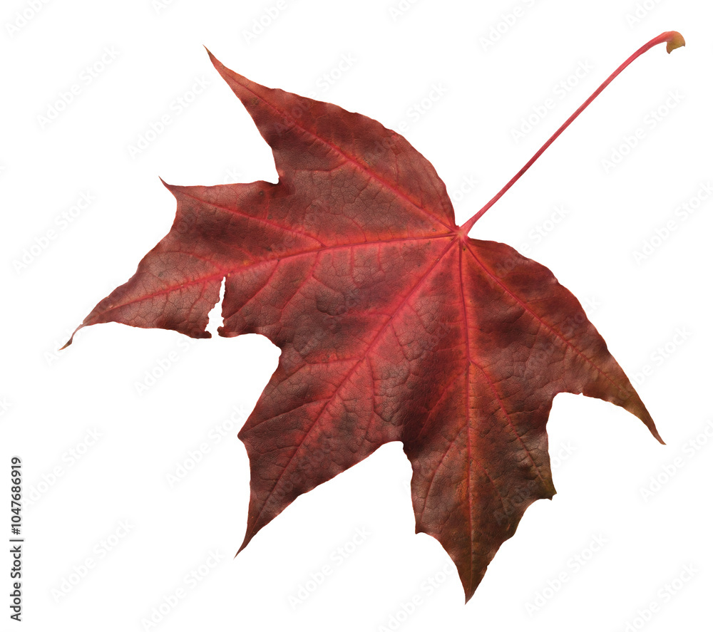 Poster a leaf of a maple tree is shown in full color. the leaf is red and has a slightly brownish tint. the