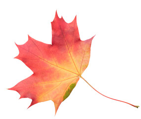 A leaf of a maple tree is shown in full color. The leaf is red and has a slightly brownish tint. The leaf is positioned on a white background, which makes the leaf stand out and appear more vibrant