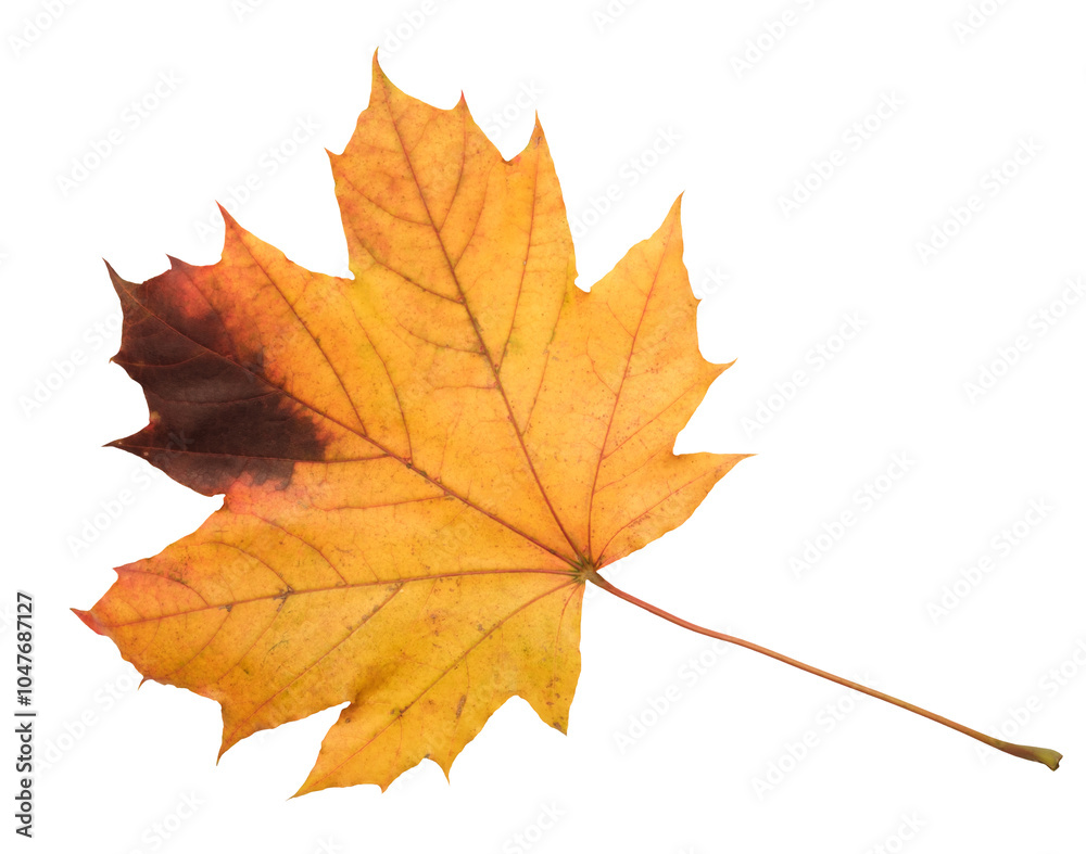 Poster a leaf of a maple tree is shown in full color. the leaf is red and has a slightly brownish tint. the
