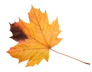 A leaf of a maple tree is shown in full color. The leaf is red and has a slightly brownish tint....