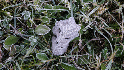 A leaf is covered in frost and is laying on the ground. The frosty appearance of the leaf and the grass creates a serene and peaceful atmosphere