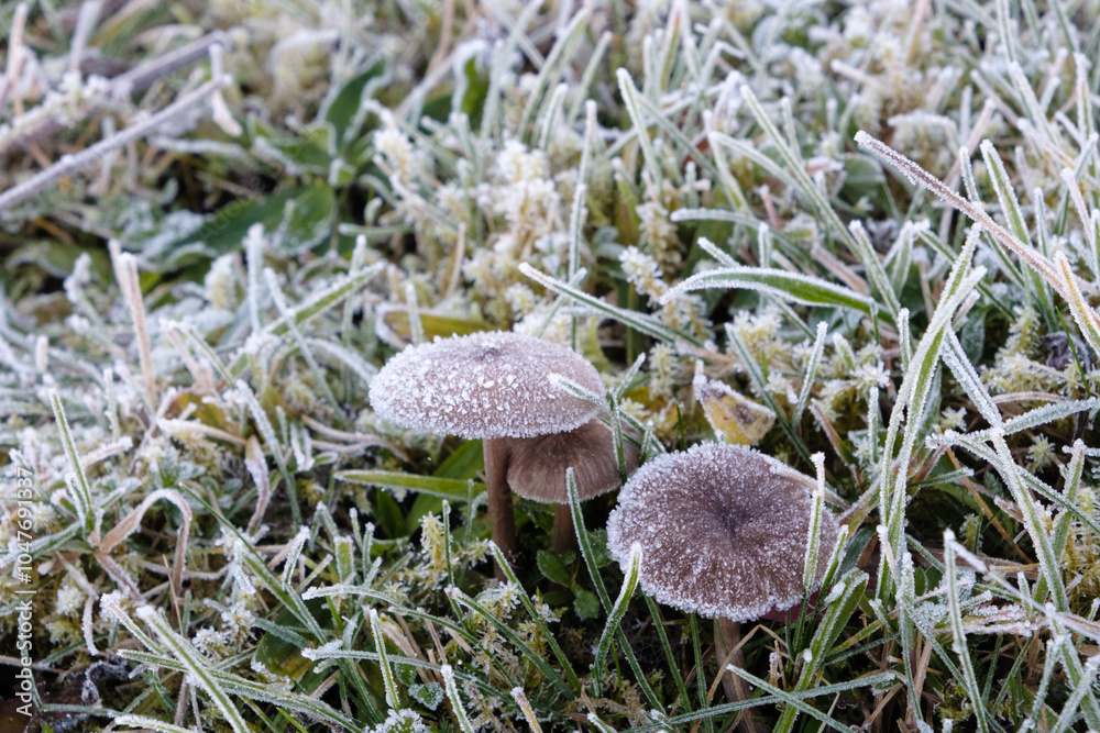 Aufkleber Two mushrooms are covered in frost and are sitting on top of a frozen field. The image has a serene and peaceful mood, as the frosty mushrooms seem to be untouched by the cold weather